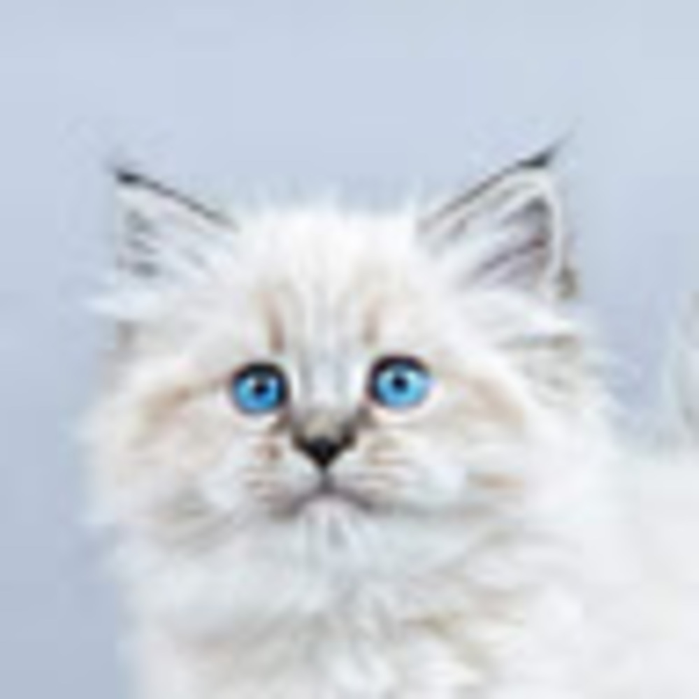 Meet your Posher, Bristolbcl